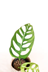 Monstera esqueleto